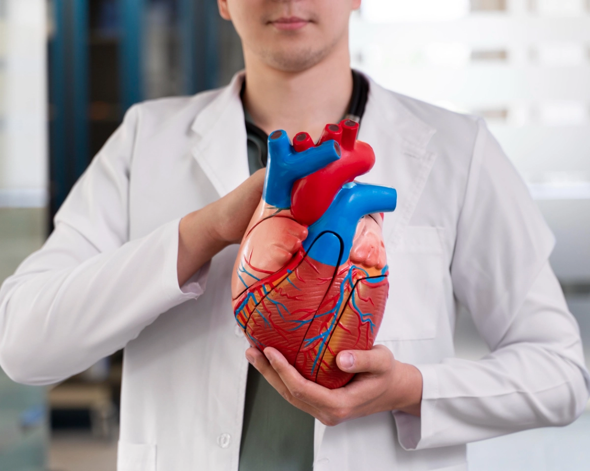 A HCP holding a model of a heart